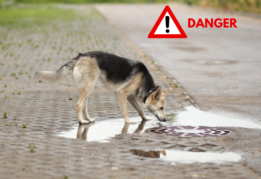 Est-ce sur de laisser son chien boire dans les sources d’eau qu’on trouve sur son chemin ?