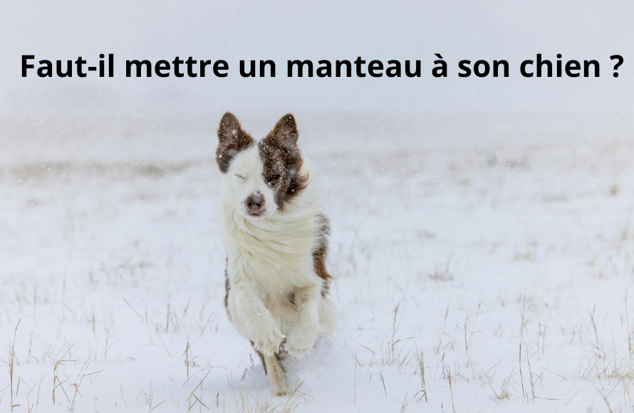 Faut-il mettre un manteau à son chien ? Conseils vétérinaires et guide pratique Image