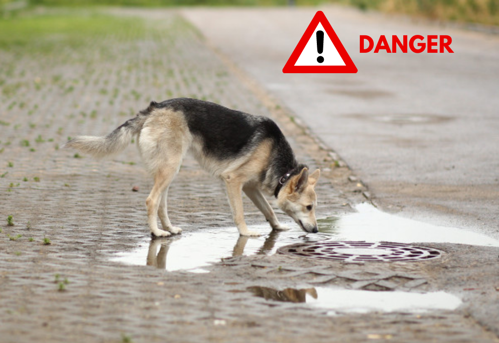 danger chien boire eau sauvage non potable Image