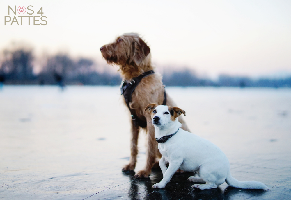 5 règles avant de partir en vacances avec son chien
