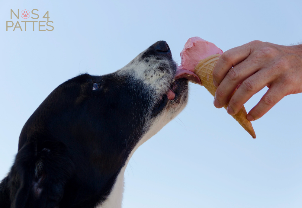 Connaissez-vous vraiment les aliments qui sont dangereux pour votre chat ou chien ? Image
