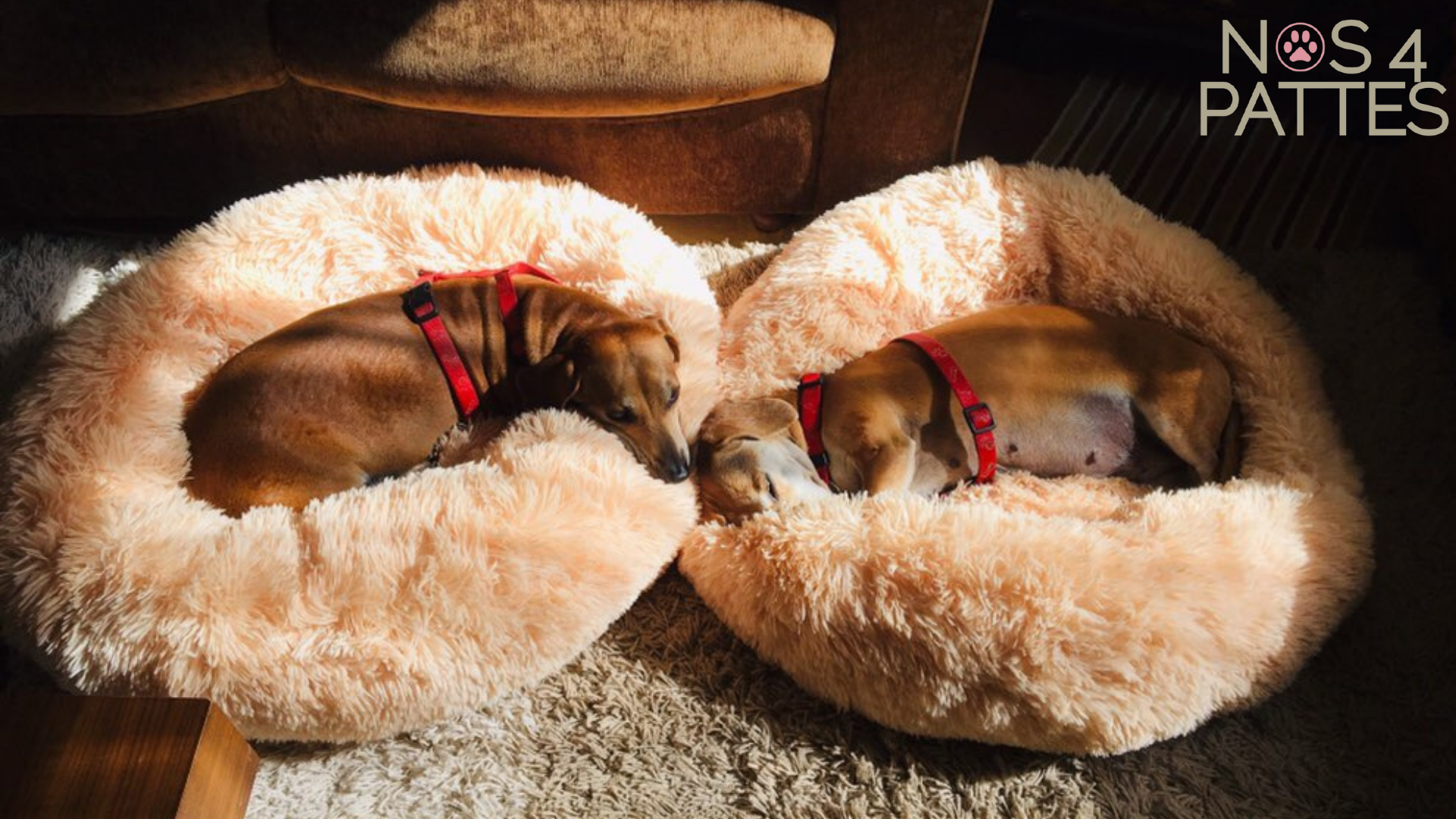 Quelles sont les erreurs les plus courantes lors du dressage d’un chien ?