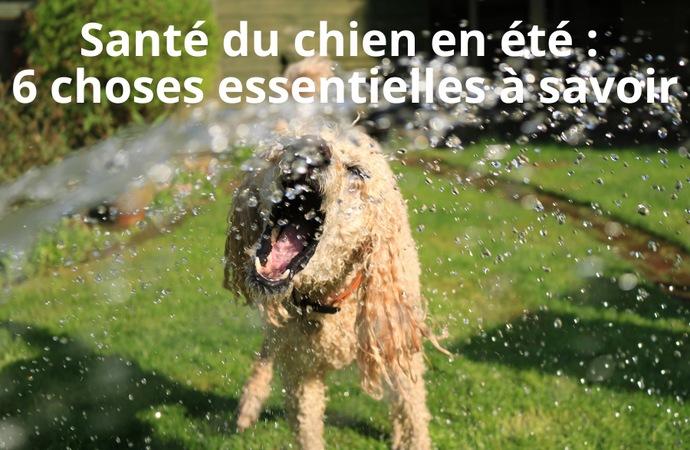 Santé du chien en été : 6 choses essentielles à savoir pour un été serein
