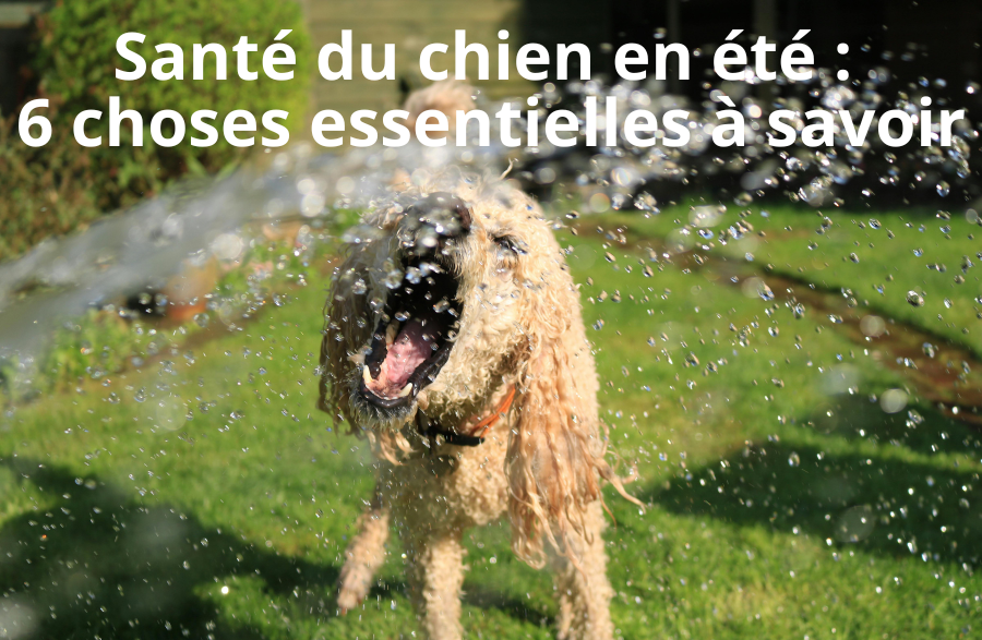 Santé du chien en été : 6 choses essentielles à savoir pour un été serein