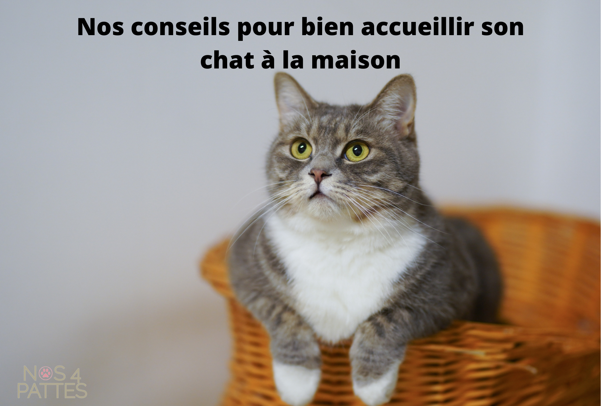 Nos astuces pour bien accueillir votre chat à la maison Image