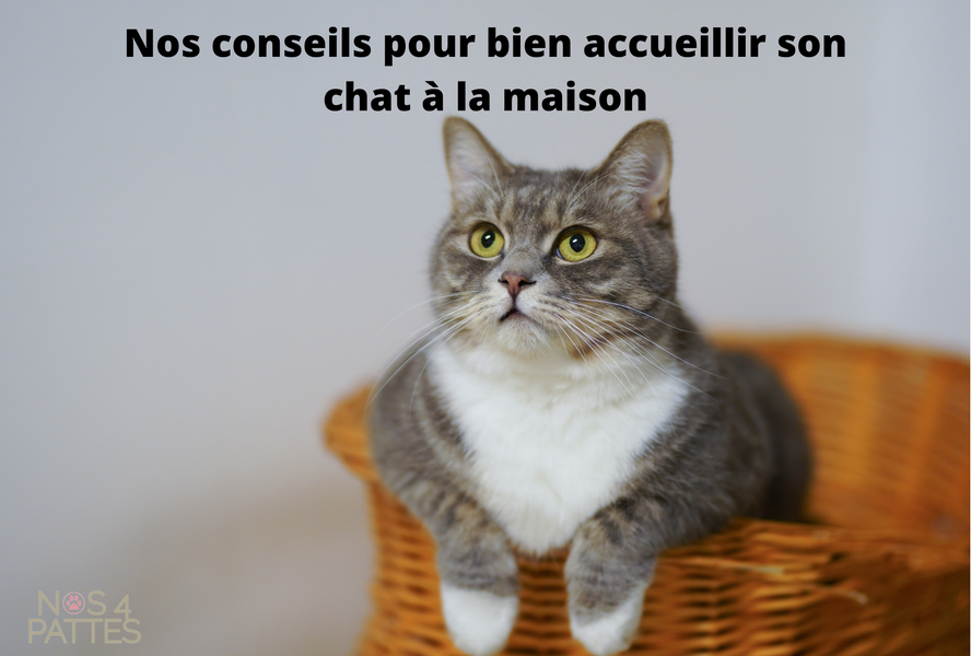 Nos astuces pour bien accueillir votre chat à la maison