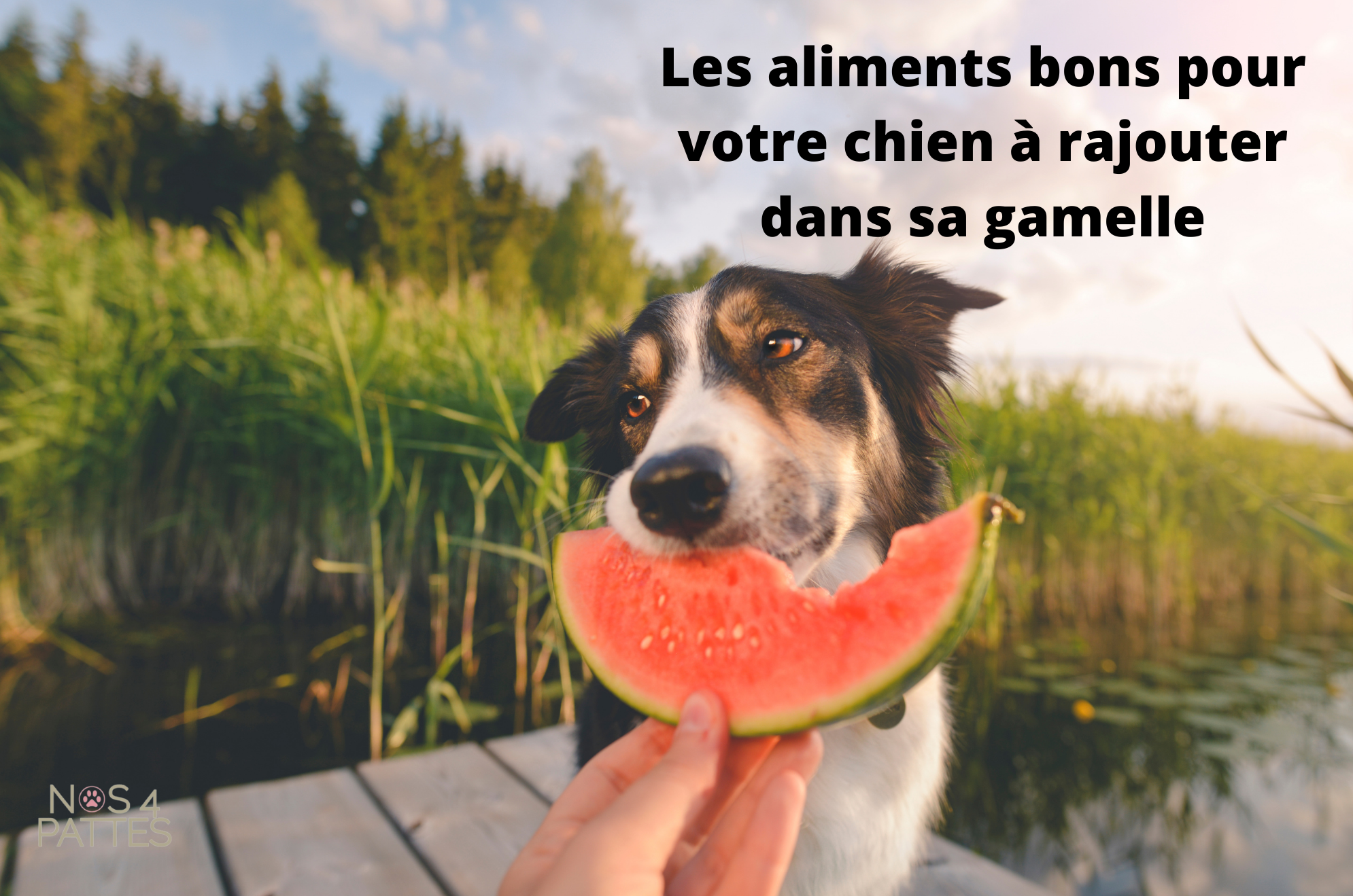 Les aliments bons pour votre chien que vous pouvez rajouter dans sa gamelle Image