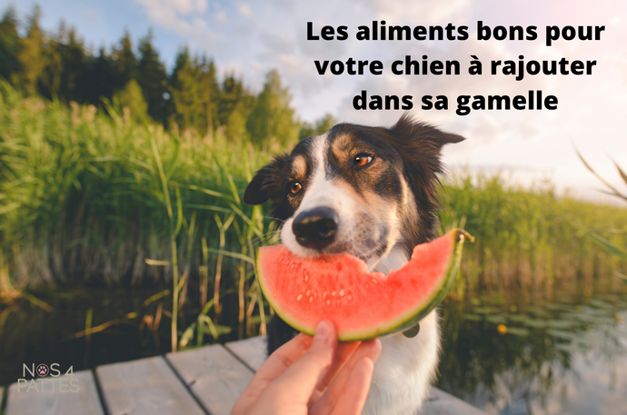 Les aliments bons pour votre chien que vous pouvez rajouter dans sa gamelle