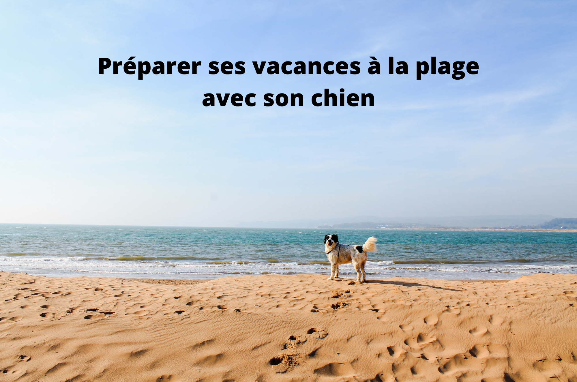 Comment assurer de bonnes vacances à la plage avec son chien ? Image
