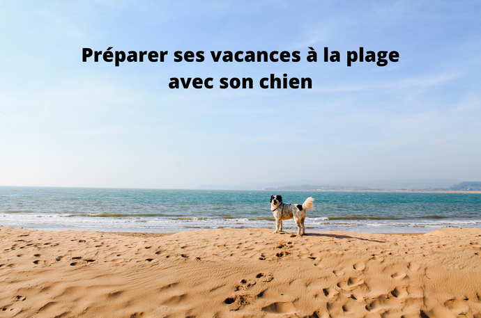 Comment assurer de bonnes vacances à la plage avec son chien ?