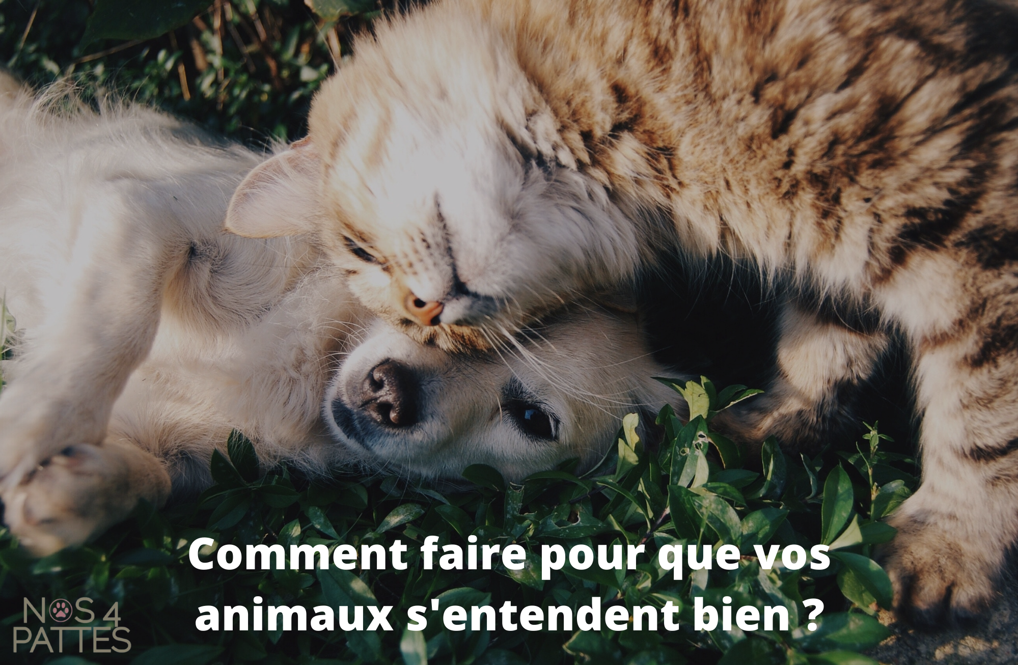 Comment faire pour que vos animaux s'entendent bien entre eux ? Image