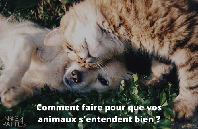 Comment faire pour que vos animaux s'entendent bien entre eux ?