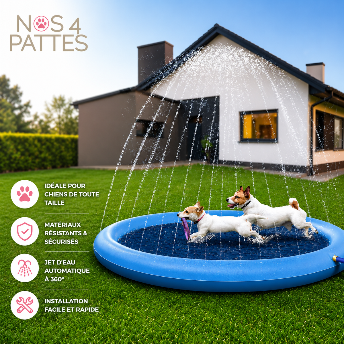 piscine chien