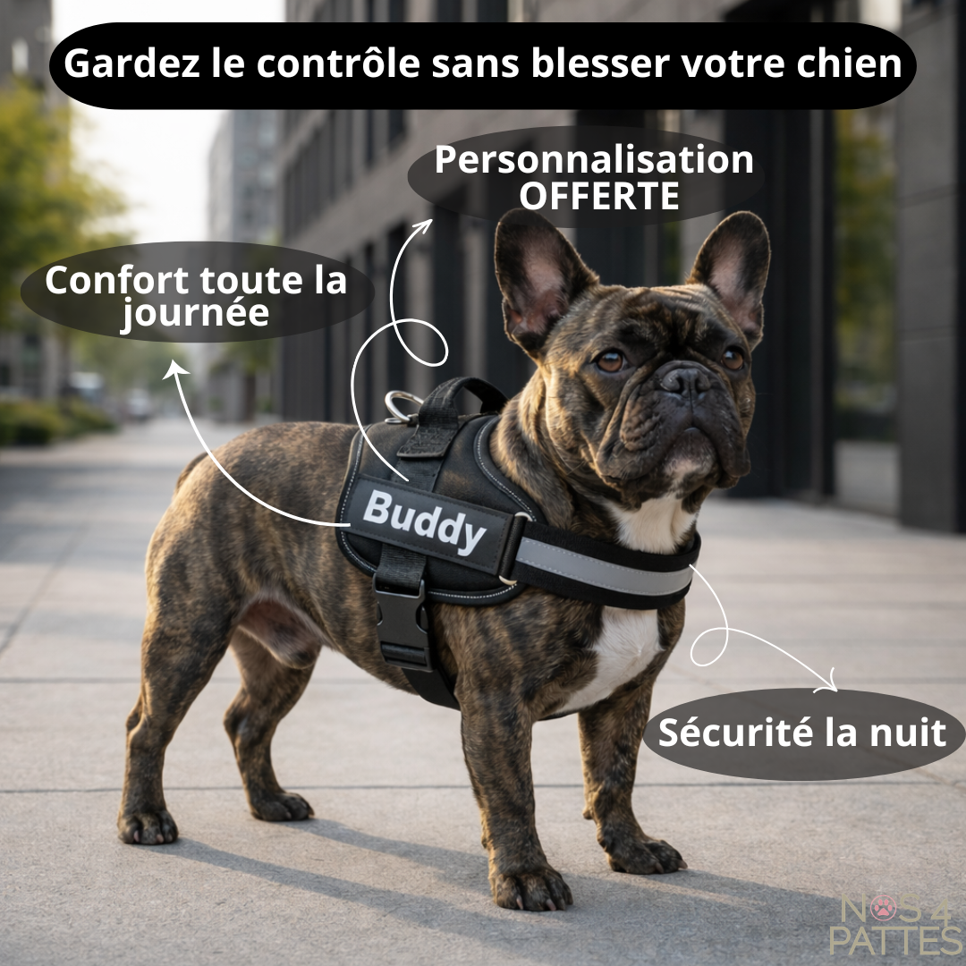 harnais chien