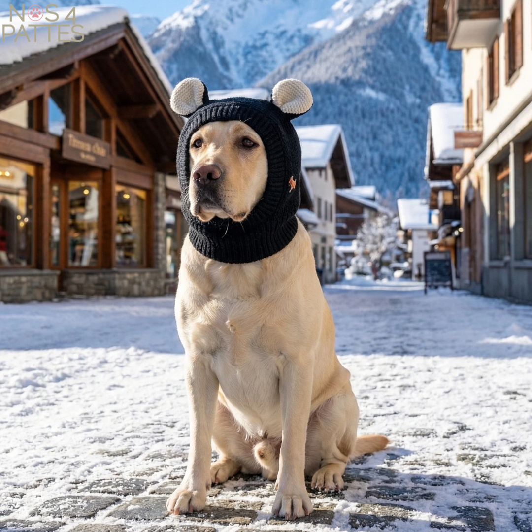 bonnet chien NOS 4 PATTES