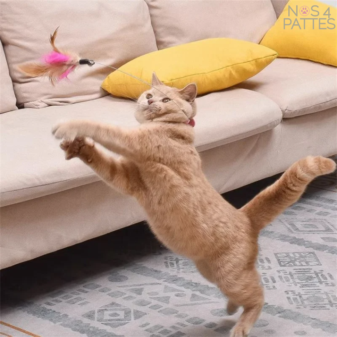 Collier pour chat avec plume interactive – Jouet autonome anti-ennui