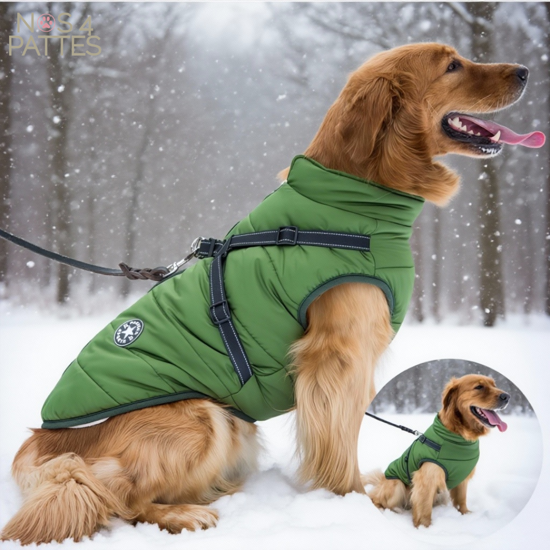 manteau chien vert