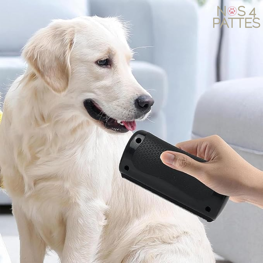 Brosse anti-mue pour chien – élimine les poils morts