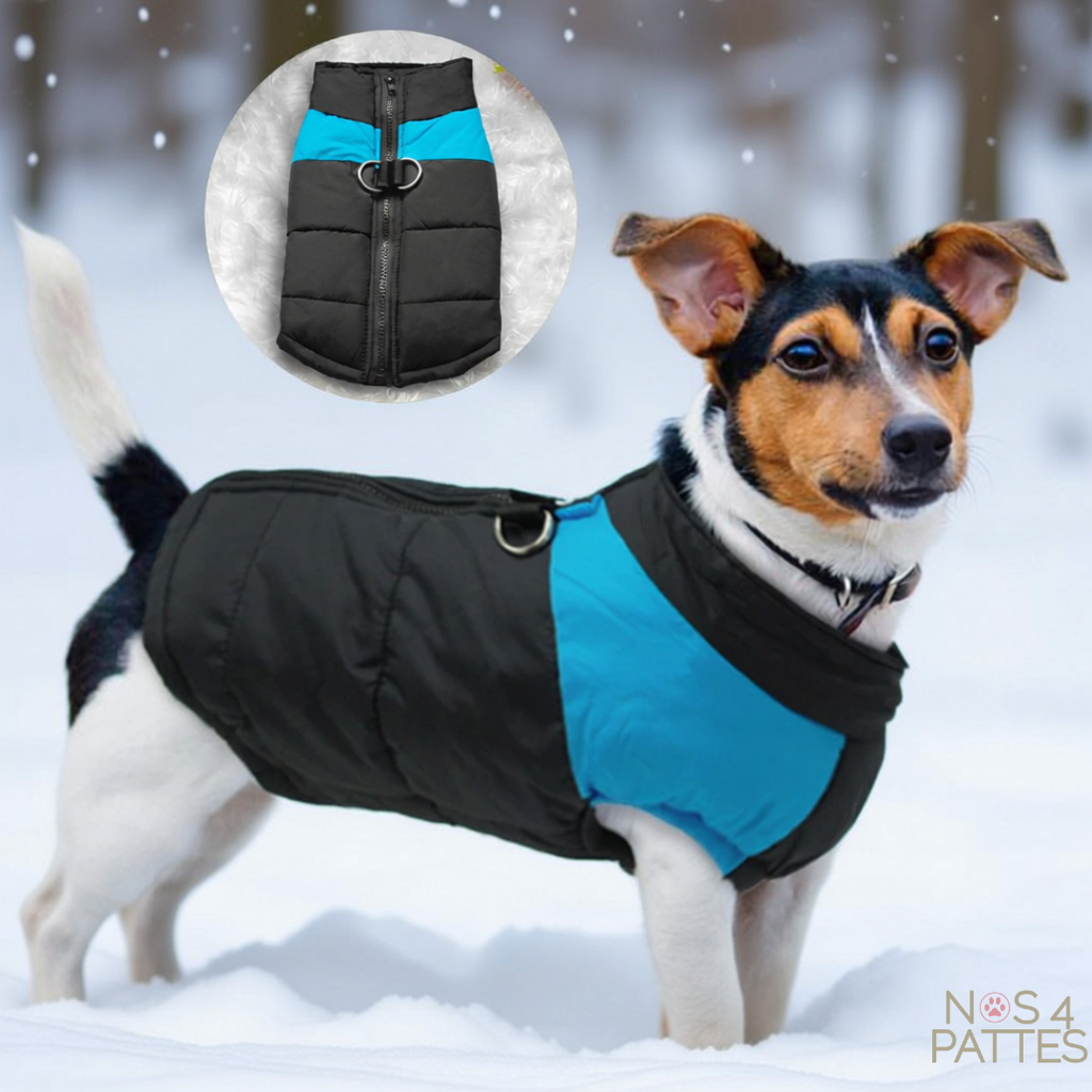 manteau chien bleu et noir