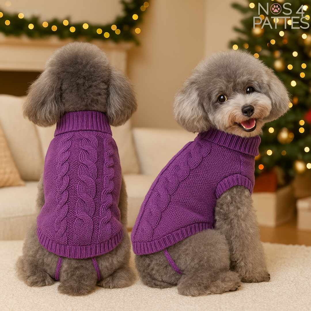 tricot chien hivers