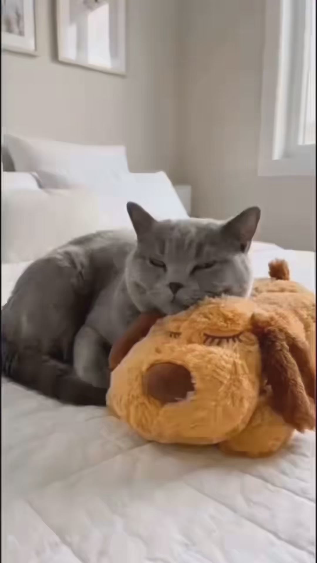 Vidéo