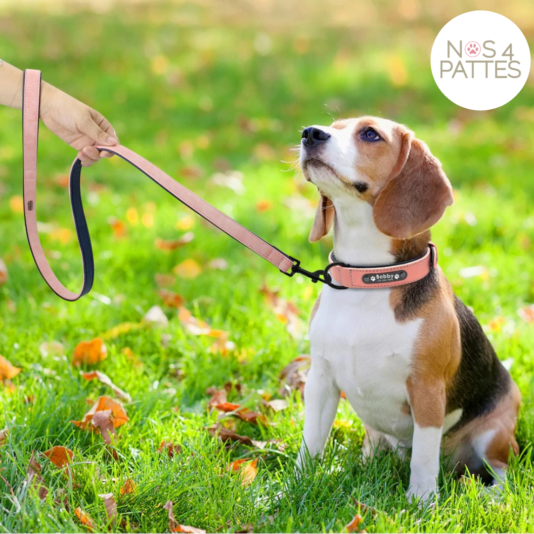 ceinture et laisse personnalisable avec prénom et téléphone chat chien nos 4 pattes