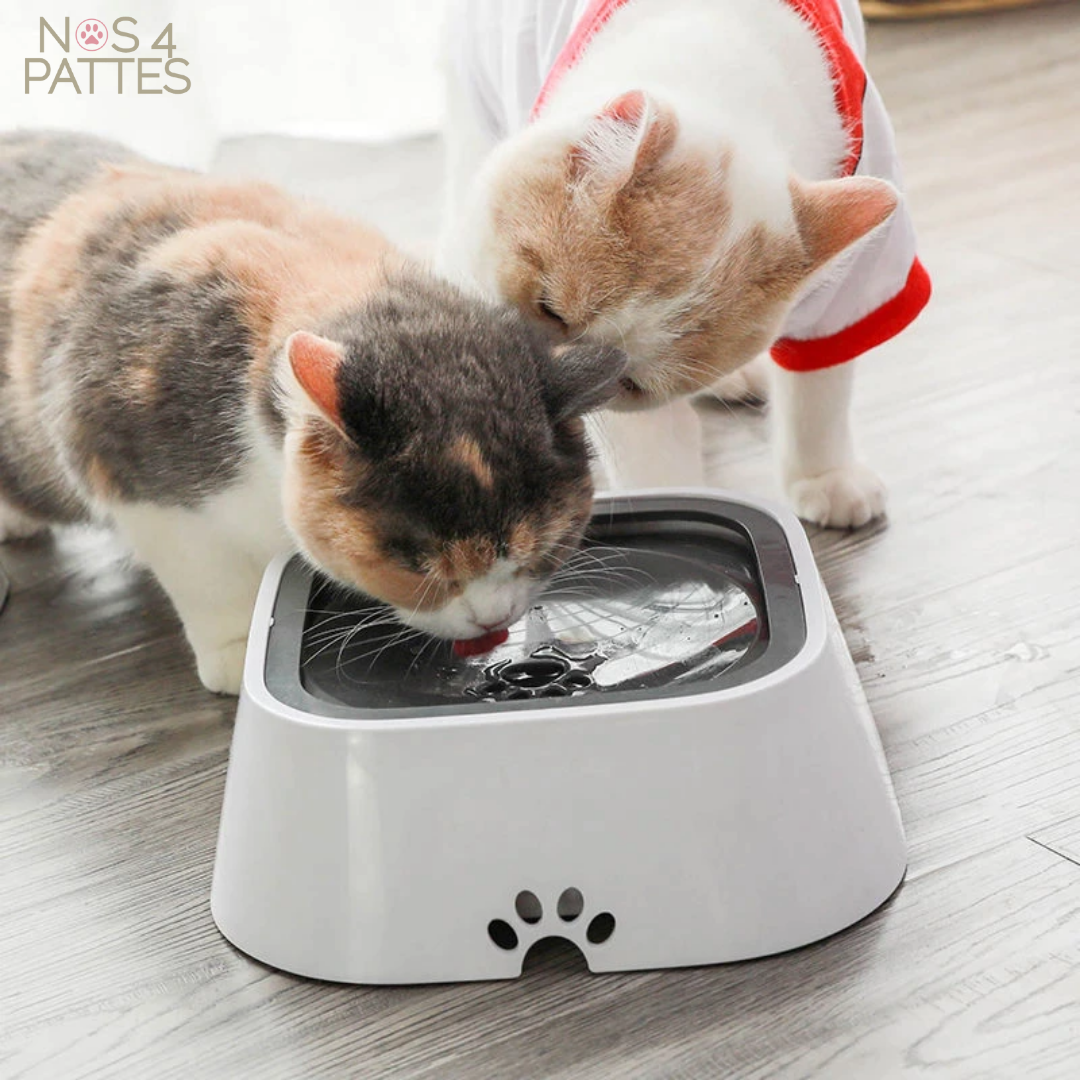 bol gamelle anti-éclaboussure chat chien nos 4 pattes