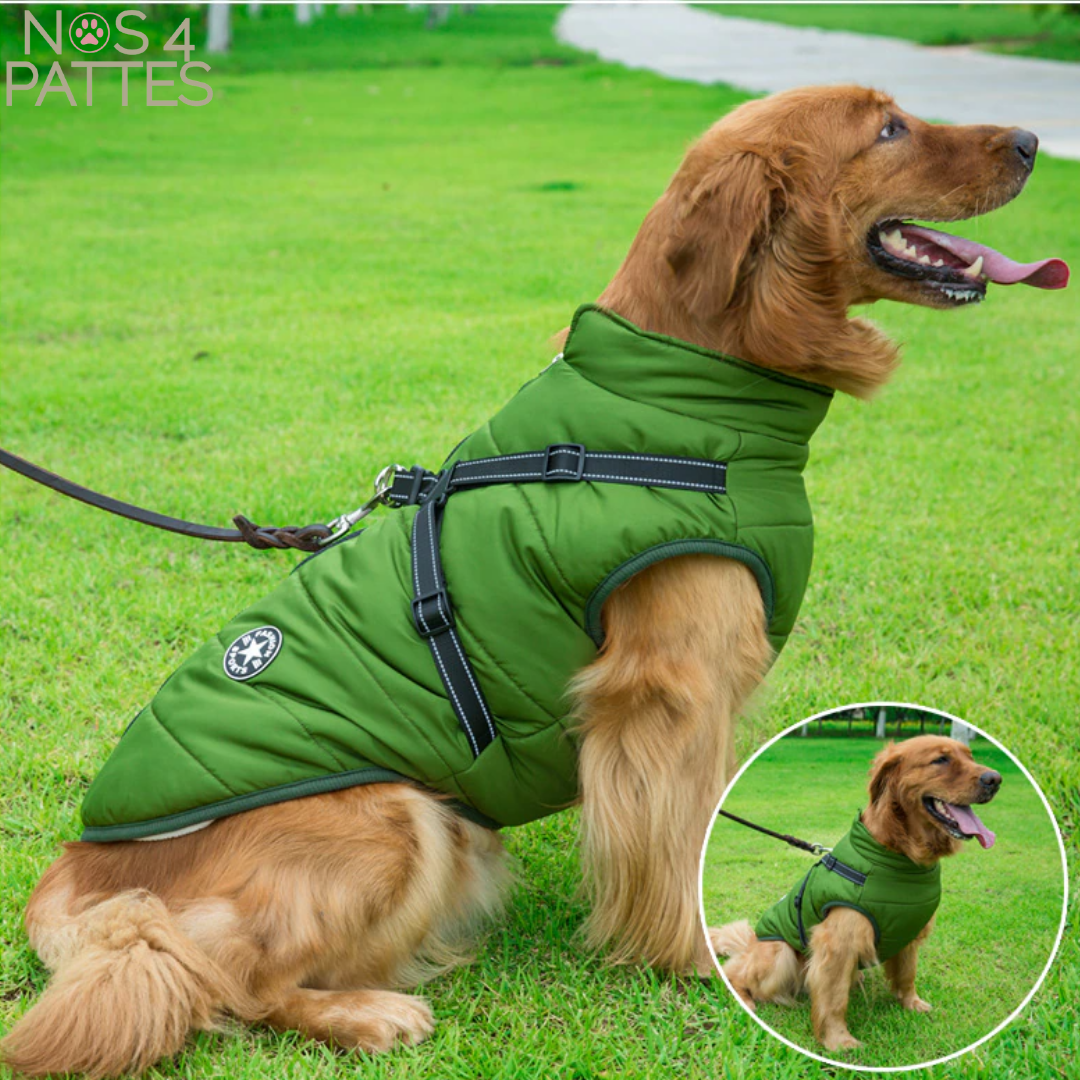 manteau chien harnais intégré