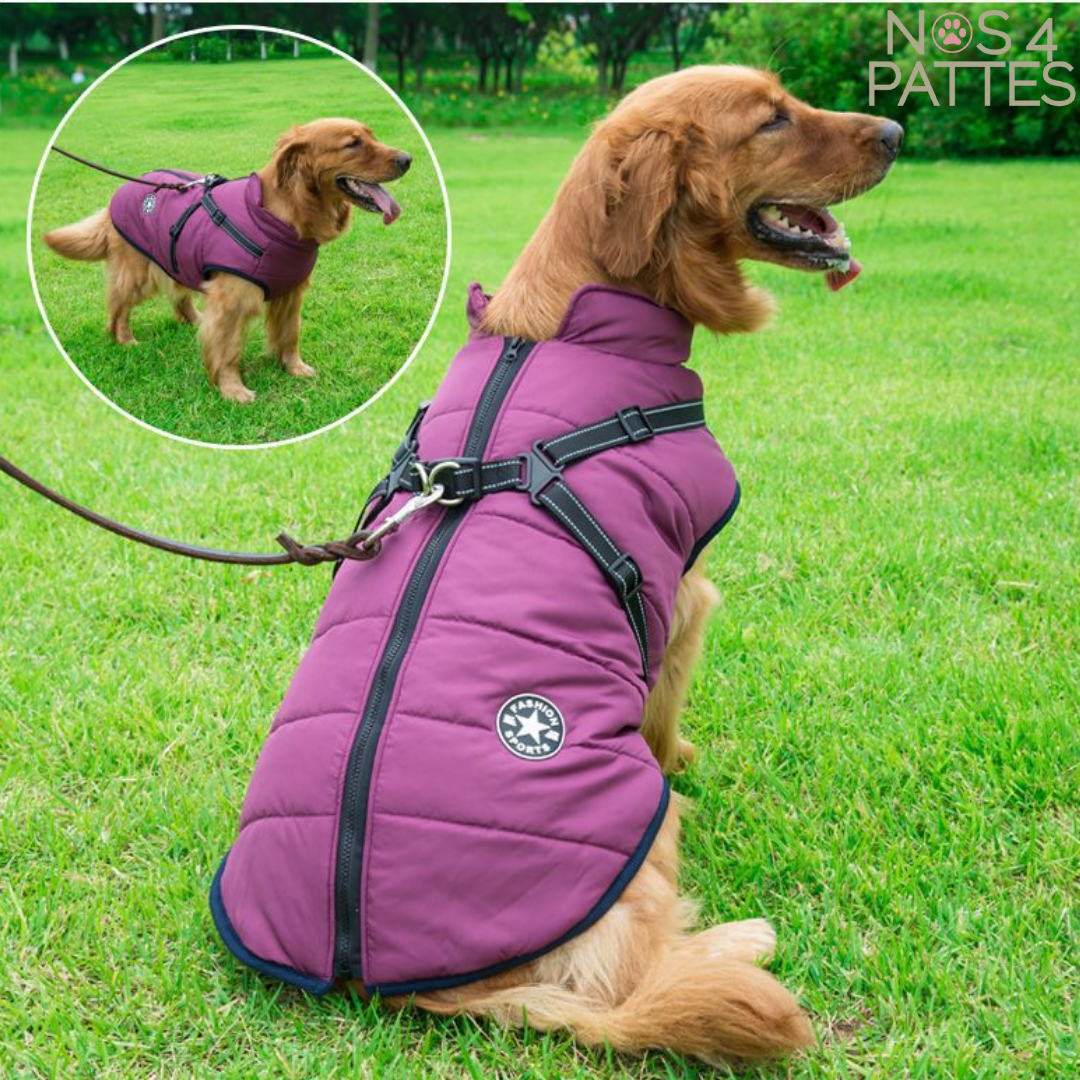 manteau chien hiver avec harnais intégré