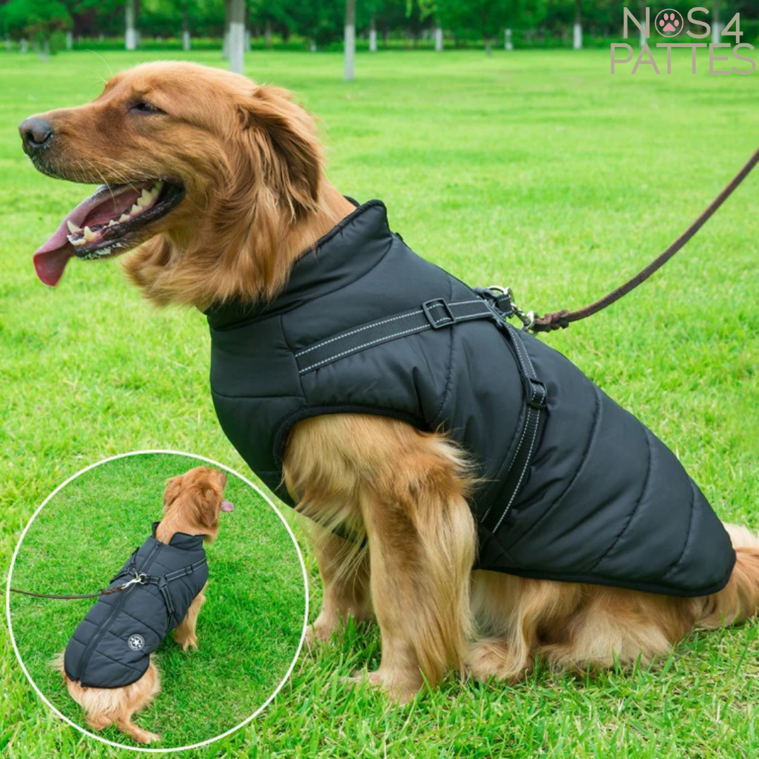 manteau chien harnais intégré