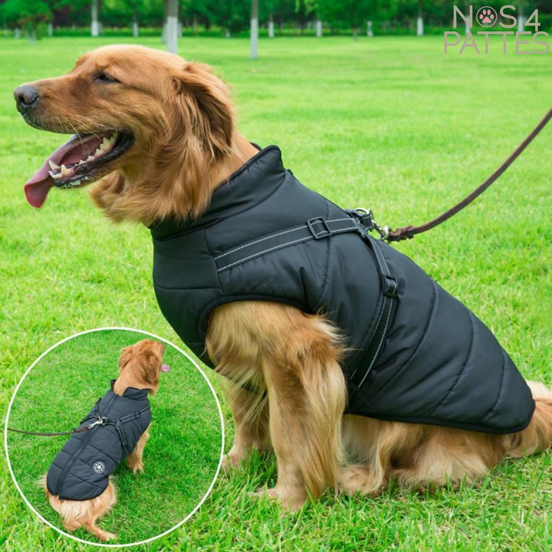 manteau chien hiver avec harnais intégré