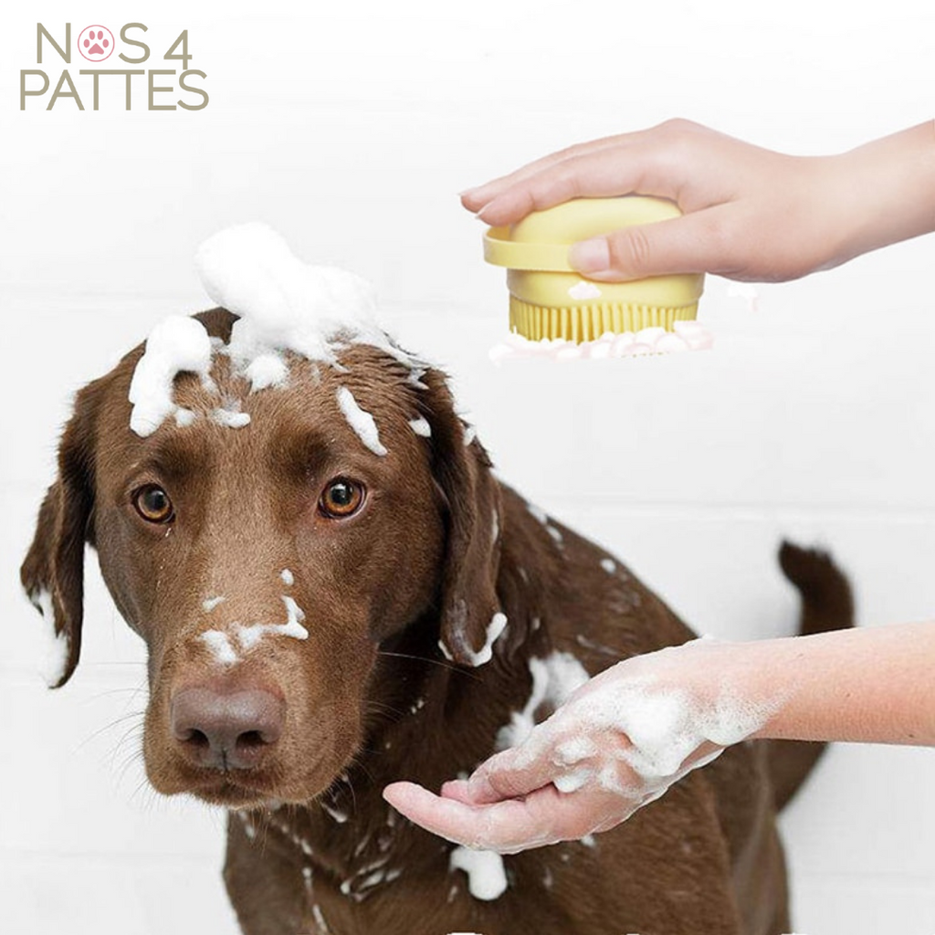 brosse chien
